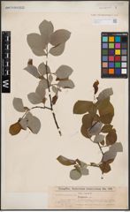 Foto von Salix caprea L.